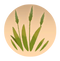 Sunflower Grass.png