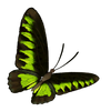 Birdwing