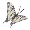 Scare Swallowtail