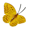 Silver-Washed Fritillary