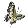 The Old World Swallowtail