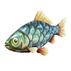 Crucian carp