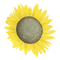 Sunflower.png