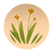 California poppy.png