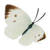 Cabbage White