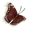 The Mourning Cloak