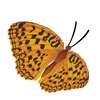 High Brown Fritillary