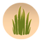 Calamus.png